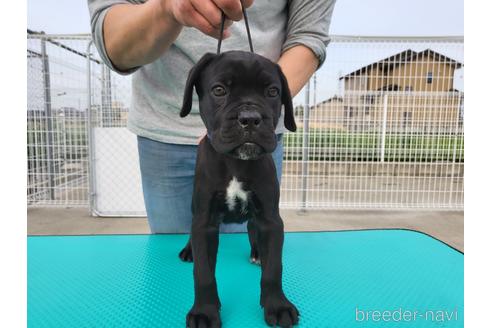 成約済の愛知県のその他の犬種-175083